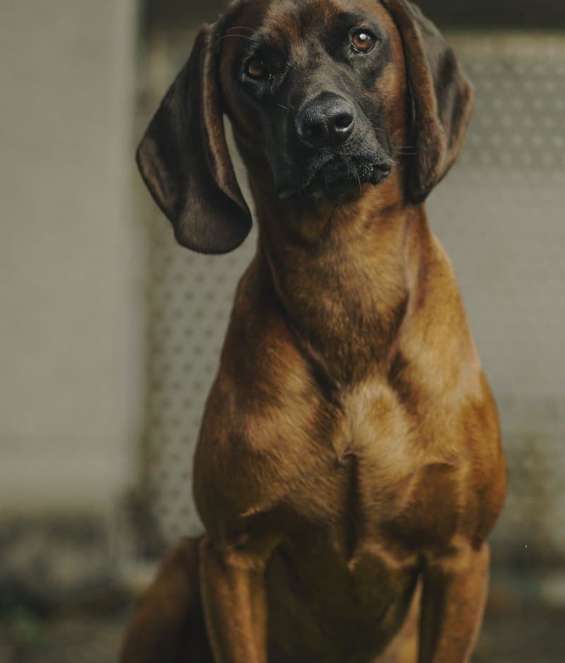 Toni – Tierischer Mitarbeiter